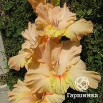 Гладиолус Персик и солнце