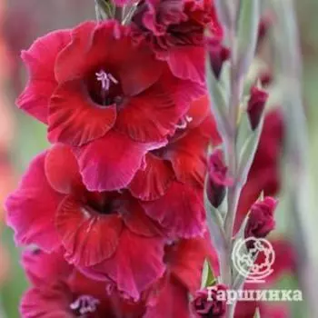 Гладиолус Плам Тарт 5 шт