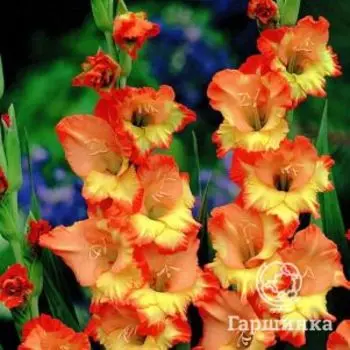 Гладиолус Принцесс Маргарет Роуз 5 шт