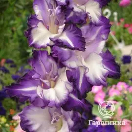 Гладиолус Птица счастья 4 шт