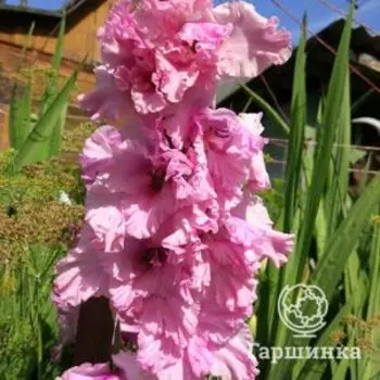 Гладиолус Ранние сумерки