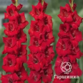 Гладиолус Рома