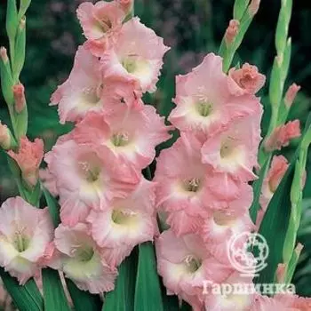 Гладиолус Роуз Супрем 5 шт