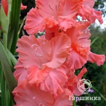 Гладиолус Розовая пена