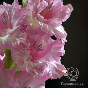 Гладиолус Розовое кружево 4 шт