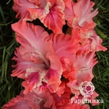 Гладиолус Розовые облака