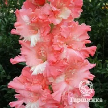 Гладиолус Розовый фламинго