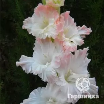 Гладиолус Русская красавица