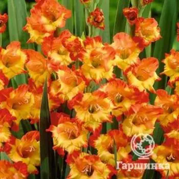 Гладиолус Саншайн