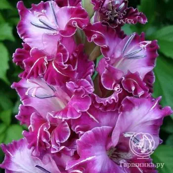 Гладиолус Сенсейшн