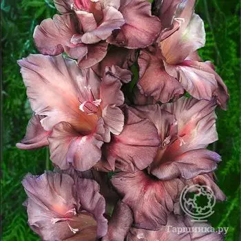 Гладиолус Серебряный Ручей