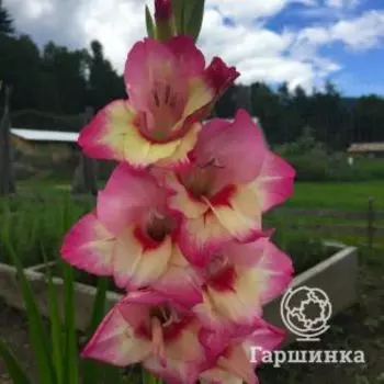 Гладиолус Шутер