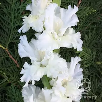 Гладиолус Снегурочка