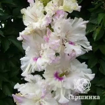 Гладиолус Снежное гофре