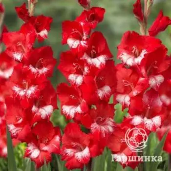 Гладиолус Спарклер