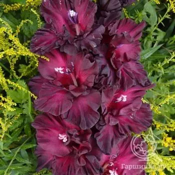 Гладиолус Таинство ночи