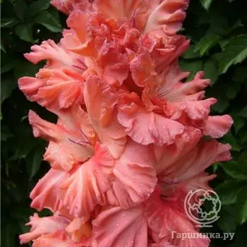 Гладиолус Танец Журавлей