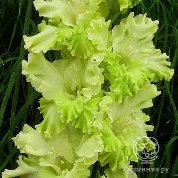 Гладиолус Травушка Муравушка