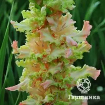 Гладиолус Творение природы