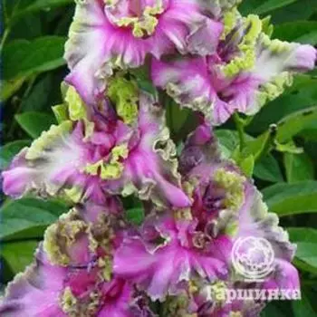 Гладиолус Уральские сказы