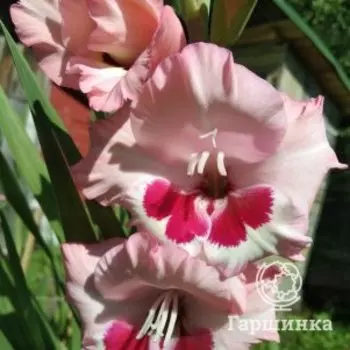 Гладиолус Вайн энд Роузес 3 шт