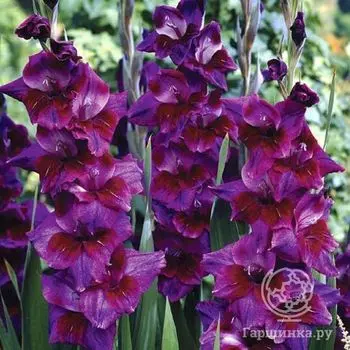Гладиолус Вельвет Айз