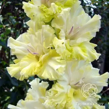 Гладиолус Виктория 4 шт