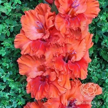 Гладиолус Волшебный мир