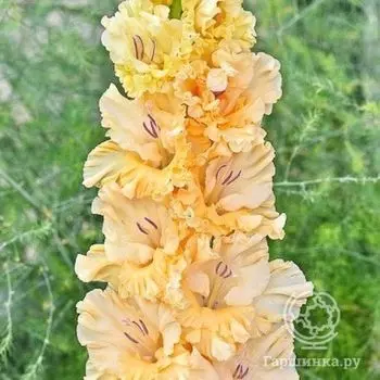 Гладиолус Золотая премьера 4 шт