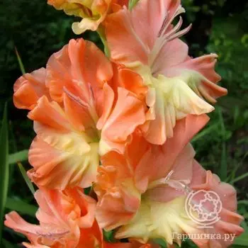 Гладиолус Звезда Балета 2шт