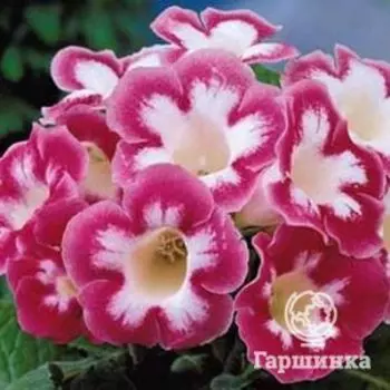 Глоксиния Бланш де Меру