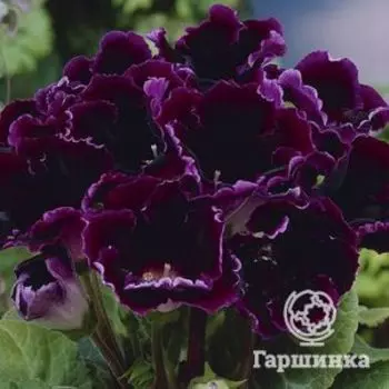 Глоксиния Виолацея