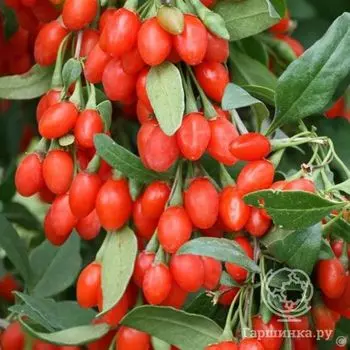 Годжи Корен Биг