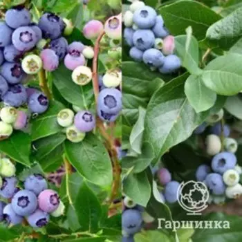 Голубика Дюк + опылитель