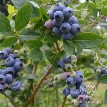 Голубика Спартан