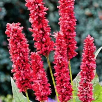 Горец змеиный Фэт Домино