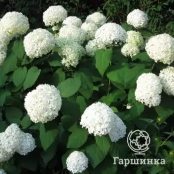 Гортензия Анабель древовидная
