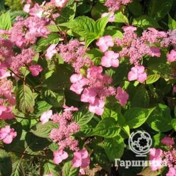 Гортензия Авелроз пильчатая