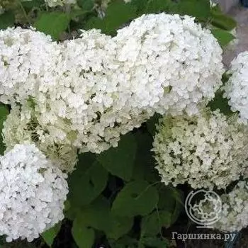 Гортензия Баунти