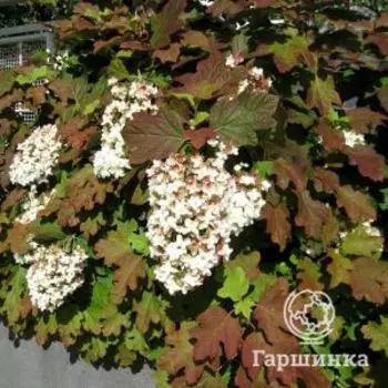 Гортензия Блэк Порш дуболистная