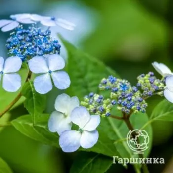 Гортензия Блюберд крупнолистная (макрофила)