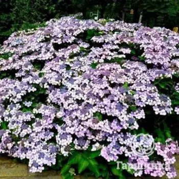 Гортензия Блюберд (Синяя птица) пильчатая