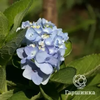 Гортензия Боденси крупнолистная (макрофила)