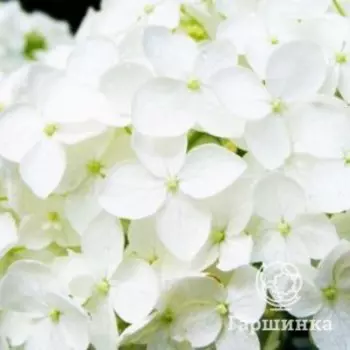 Гортензия Брайт Вайт крупнолистная (макрофила)