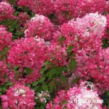 Гортензия Даймонд Руж (Алмазно-Красный) метельчатая