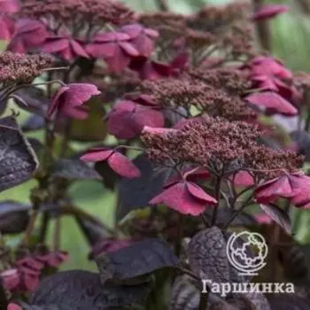 Гортензия Даредевил (Сорвиголова) пильчатая