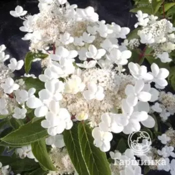 Гортензия Дарума метельчатая