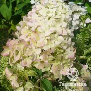 Гортензия Диамантино (Алмаз) метельчатая