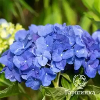 Гортензия Джип Блю крупнолистная (макрофила)