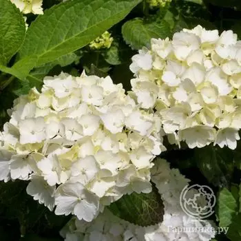 Гортензия Фест Вайт